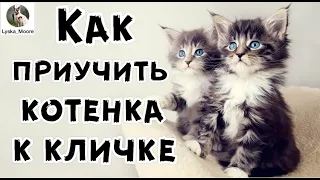 КАК ПРИУЧИТЬ ВАШЕГО КОТЕНКА К КЛИЧКЕ !