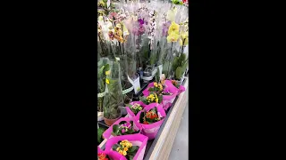 Орхидеи в Ашане Киева