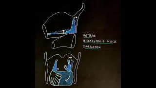 Physiology of Larynx || Conceptual Video by Dr. Shyam Kalyan, Team ENT Residency