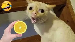 lemon prank with my cat Raja | cat reaction to lemon 🍋😜