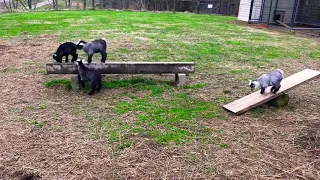 Baby Pygmy Goats playing #goat  #cute #babygoats #animals