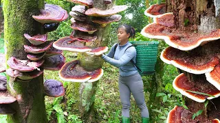 Harvest 1000 Year Old Reshi Mushroom (Ganoderma Lucidum) Go To Market Sell || Free Bushcraft