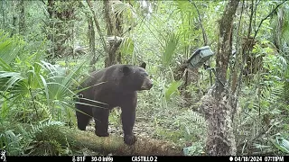 Florida black bear/Big Cypress National Preserve