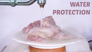 Can Water Protect the Meat from Maggots? - Timelapse