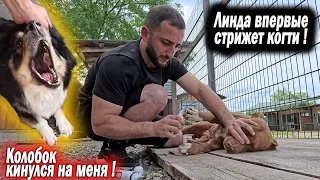 Попытка Колобка вычесать чуть не обернулась укусом меня ! Стригу когти впервые питбулю Линде !