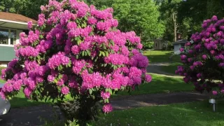 Рододендрон розовый. Цветение кустов.