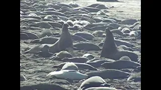 Males Fight for Ruler of Harem at Point Piedras Blancas Elephant Seal Rookery, California - No Audio