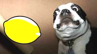 Most Funny Dogs Reacting To Lemons Compilation 2014 [NEW]