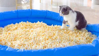 Can Cats Walk On Popcorn Pool? | Compilation