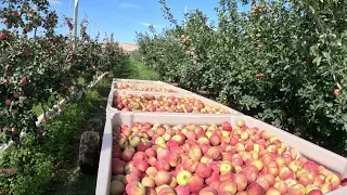 Dejamos listo para la cosecha de las manzanas honeycrisp