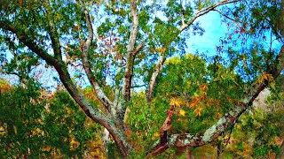 Relaxing Late Summer Forest - FPV Flight