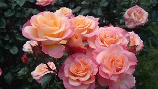 ТОП 20 изумительных  ЧАЙНО-ГИБРИДНЫХ роз / TOP 20 amazing HYBRID TEA roses