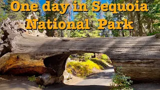 One day in Sequoia National Park.