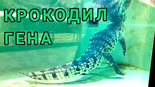 Харьков 2021. Чем занят крокодил зимой в зоопарке. Сrocodile in winter at the zoo.