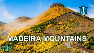 Discover The Stunning Yellow Flower-covered Mountains Of Madeira!