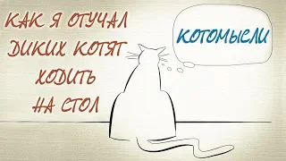 КАК Я ОТУЧАЛ КОТЯТ ЛАЗИТЬ НА СТОЛ 💬КОТОМЫСЛИ!💬