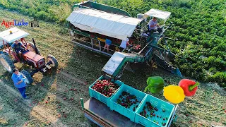 Raccolta Peperoni Meccanica | MTS Sandei | Agritecnica | Peppers Harvesting