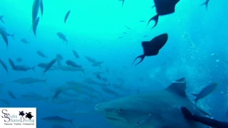 Tiger shark farting in Fiji