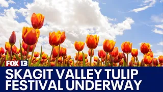 Skagit Valley Tulip Festival opens early | FOX 13 Seattle
