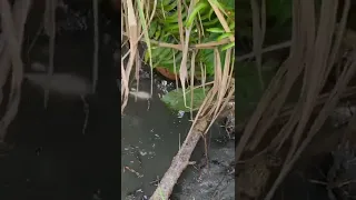 Cari ikan di genangan air buat umpan mancing🤤 #217 #KOOKIKO