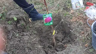 Cum se plantează un pom fructifer Toamna-Primavara corect,explicație video pe înțelesul tuturor !