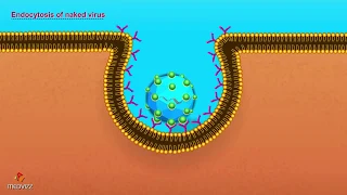 Entry of Virus into Host Cell - Microbiology Animations