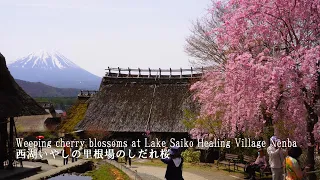 The last Sakura of the year is in full bloom at Lake Saiko healing Village Nenba.