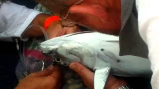 How to rig a small tuna for live bait to catch a marlin 2