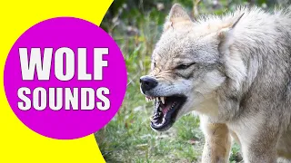 WOLF HOWLING SOUNDS | Listen to the Sound of Wolves Howling
