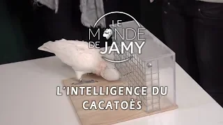 Figaro, un cacatoès plus qu'intelligent ! - Le meilleur du monde de Jamy