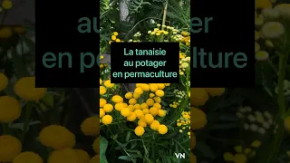 La tanaisie au jardin potager permaculture