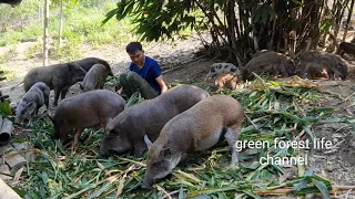 Robert's farm is always busy. Green forest life (ep236)