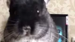 Шиншилла Бусинка кушает яблоко / Chinchilla eats an apple.