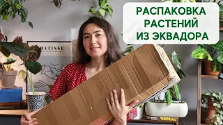 РАСПАКОВКА посылки с РАСТЕНИЯМИ из ЭКВАДЖЕНЕРЫ