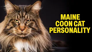 Maine Coon Cat Personality That Will Make You Want One