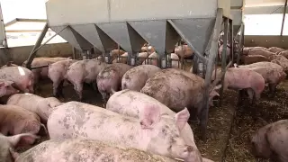 Housing pigs...current approaches