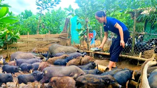 Castration of pigs, feeding calves, taking care of wild boars, building farms