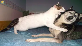 FUNNY CATS and DOGS 🐱🐶 New Funniest Animals Videos 2023 😂