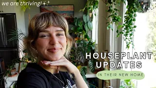 🪴 how the plants are doing after the move, new pots, + beneficial mites | home updates (July 2023)