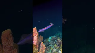 Arrow Squid Attack