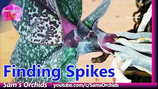 Finding flower spikes on Phalaenopsis orchids