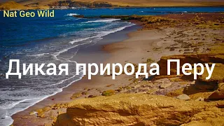 Nat Geo Wild. Дикая природа Перу.Побережье.Анды.