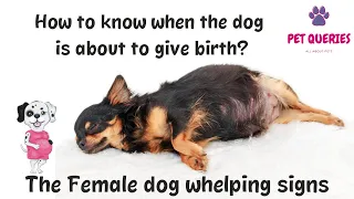 How to know when the dog is about to give birth? | The female dog whelping signs | #petqueries