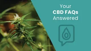 Your CBD FAQs, Answered | Dr. Josh Axe