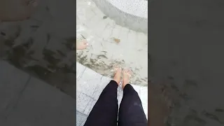 Nyobain terapi ikan Pertama kali. 😮