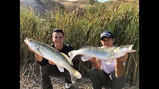 At-Çek Yöntemi ile Dev Sudaklar Yakaladık / Giant Zander Fishing