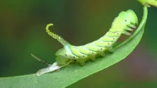 Развитие бражника мёртвая голова Acherontia atropos