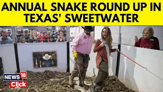 Annual Rattlesnake Roundup | Texas | U.S. News | Rattlesnake | Animal Videos | News18 Exclusive