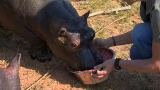 Baby hippo drinks a smoothie - Nature's Miracle Orphans: Series 2 Episode 4 Preview - BBC One