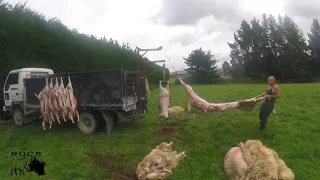 Dog tucker sheep New Zealand